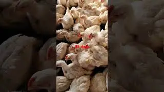 35 days #chicken #myfirstvlogonchickenfarmhowworklabourinbroilerchickenfarm