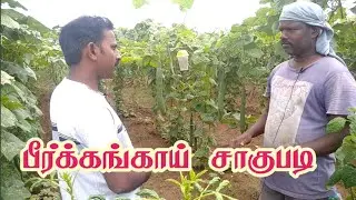 பீர்க்கங்காய் செடி வளர்ப்பு|ridge gourd cultivation|பீர்க்கங்காய் சாகுபடி முறை|பீர்க்கங்காய்