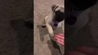 Pug Tricks: Bella learns to give paw