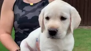 Adorable Lab Puppy Pepper takes her Temperament Test