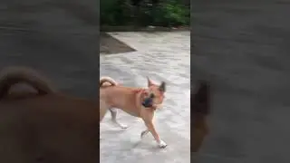 My Dog&rsquo;s Scolding Me When I Tell a Lie😂😂😂 #shorts #ytshorts #leo #dbrownmixstudio #dog #guarddog