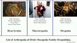 List of Arthropoda of Order Decapoda Family Oregoniidae. chionoecetes gracilis japonicus Hyas Nine