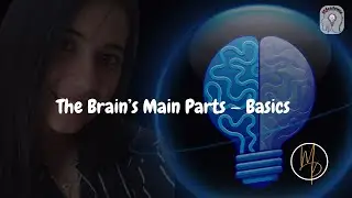 The Brain&rsquo;s Main Parts Explained | Cerebrum, Cerebellum, Brainstem | Neuroscience Roadmap Ep.6