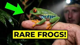 HERPING COSTA RICA (2019) WildLife vlog Part 2