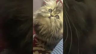 my little furball of joy🤏🏻🥹