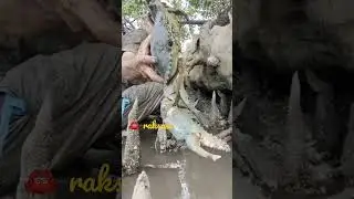 Taklukan kepiting raksasa#shorts