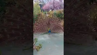 Breathtaking Mating Rituals You Have to See 💃🌺