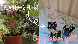 How to Divide a Syngonium Plant | Easy Propagation for More Houseplants!