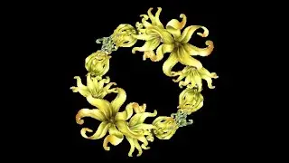 Ylang Ylang Tree, Sweetest Smelling Flowers,  Used in Ceremonial MwarMwar Wreaths
