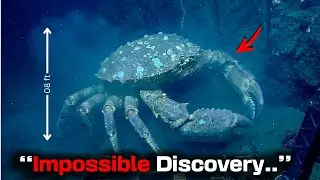 Deep Sea Drone Filmed a NEW Enormous Crab Species Where Scientists Thought Life Was IMPOSSIBLE!