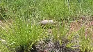 Tatu peba fugindo da &aacute;gua 