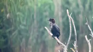 Cormoran pygm&eacute;e, pygmy Cormorant, Microcarbo pygm&eacute;e, &Eacute;tang du Romelaere, Clairmarais, Mai 2025