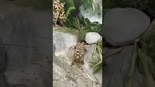 Leo the Leopard Tortoise climbs Tortoise Mountain!! With ease! ❤️👍🐢