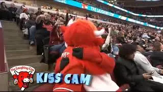 mascot cows kiss