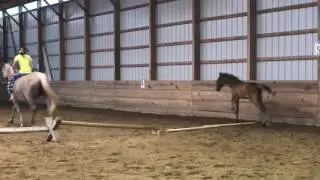 Lipizzaner Mare And Foal
