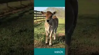 MALACHI | CALF | OLD TESTAMENT | BIBLE JOURNEY | PART-87