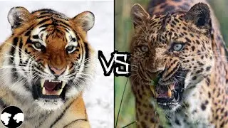 TIGER vs LEOPARD | Amazing Fight between two Big Cats