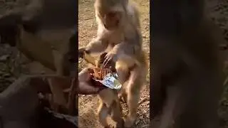 Monkey shorts video eating for biscuit #animals #monkey