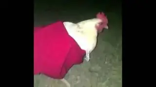 red dress chicken vine