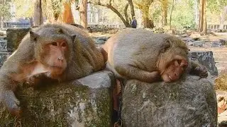 Sweet Pea and papa Felix looks so sad coz miss popeye, Monkey Sweet Pea and Felix monkey