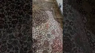 Removing Urine Odor from Silk Wool carpet