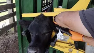 Vaccinating Some Weaned Calves!