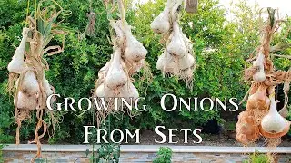 Growing Onion From Sets - How To Grow Great Onions!