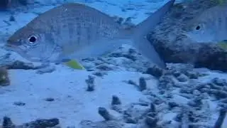 Gerres cinereus (Yellow fin mojarra)