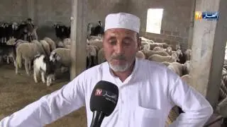 أم البواقي:  من المربي الى المستهلك..خطوة للحد من المضاربة