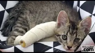 Raccolta fondi per tre gattini nati con le zampette deformi | FbSocialPet.com