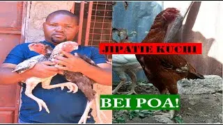 KUKU KUCHI:kuku AINA ya KUCHI wanapatikana kwa wingi.
