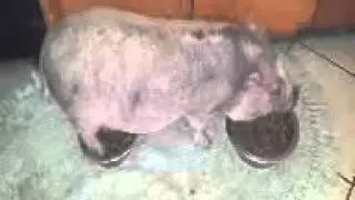 Miss bubbles