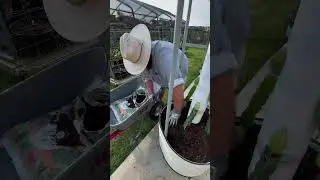 Planting Dragonfruit in My Vego Raised Planter!
