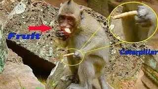 Orphan girl Jessie very scare grab food run fast go far away / Monkey Post