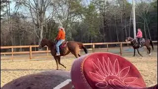 Exposure training for a OTTB.