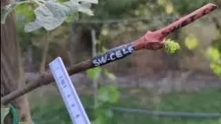 Altoiri &icirc;ncredibili,de ce nu pornesc altoi.....