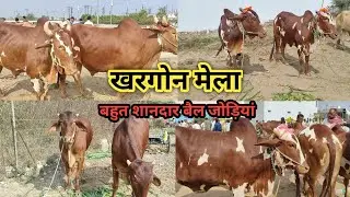 👌👌#Khargon_Navgrah मेला में निमाड़ी बैलजोड़ी एक से बढ़कर एक || खरगोन मेला 👍