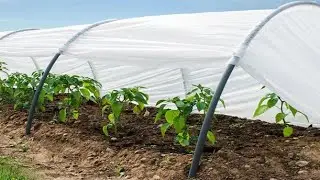 كيفية زراعة البذور الخضروات : في مشتل زراعي غير مكلفة
