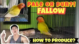 HOW TO PRODUCE PALE FALLOW | DUN FALLOW | SPLIT PALE FALLOW- VLOG 66