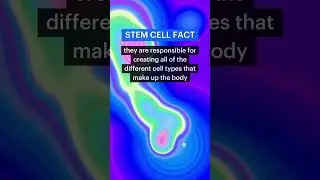 These Tiny Cells Create EVERY Cell in Your Body! #biology #science #stemcells