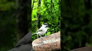 Garden cute Birds feeding #waterbird #wildlife #waterbirds #waterfowl #nature