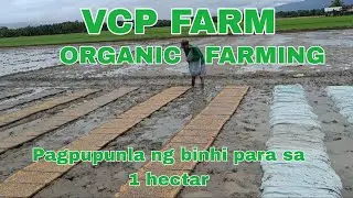 PAGPUPUNLA NG BINHI PARA SA 1 HECTAR