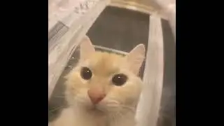 cat screaming into camera