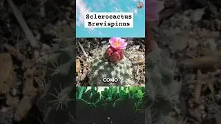 Especies de Sclerocactus. El Sclerocactus Brevispinus. Informaci&oacute;n y origen. #cactus #plantas #plant
