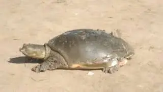 Turtle is on the ground | Real Turtle Video 20 #turtle #viralvideo #animal
