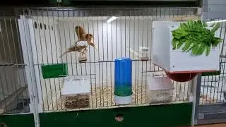 Phaeo Canary breeding room look around new born birds