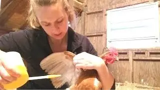 How to: Chicken lice and/or mites!