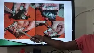 Induced Breeding in Fishes