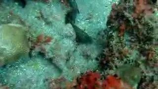 Saba - Diamond Rock - 2006
