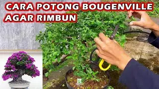 CARA PRUNING BOUGENVILLE RIMBUN ⁉️ POTONG BUGENVIL RIMBUN PANGKAS BUNGA KERTAS BOUGENVILLE CEPAT